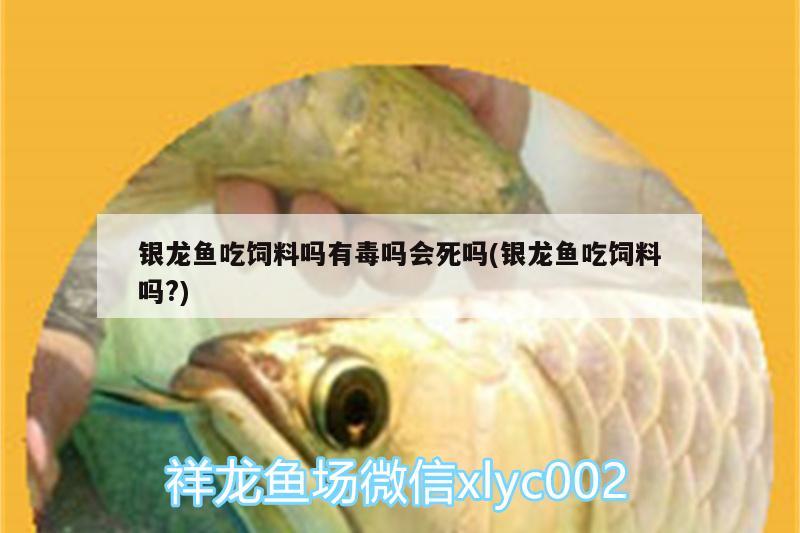 銀龍魚吃飼料嗎有毒嗎會(huì)死嗎(銀龍魚吃飼料嗎?) 銀龍魚百科