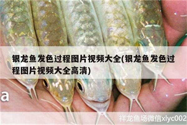 銀龍魚發(fā)色過程圖片視頻大全(銀龍魚發(fā)色過程圖片視頻大全高清)