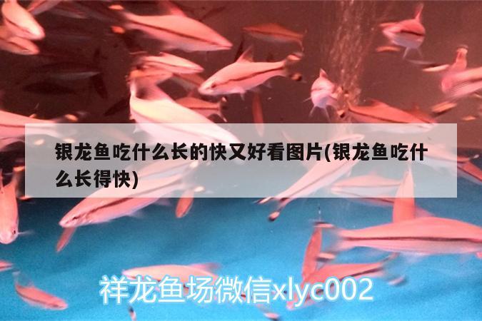 銀龍魚吃什么長的快又好看圖片(銀龍魚吃什么長得快)