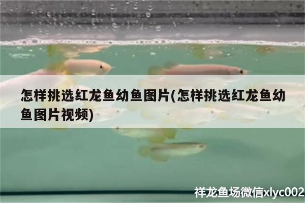 怎樣挑選紅龍魚幼魚圖片(怎樣挑選紅龍魚幼魚圖片視頻)