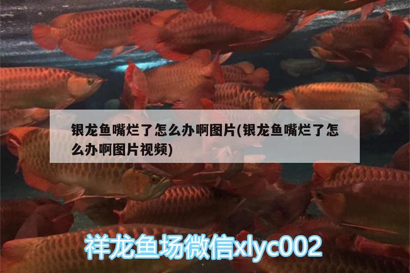 銀龍魚嘴爛了怎么辦啊圖片(銀龍魚嘴爛了怎么辦啊圖片視頻) 銀龍魚