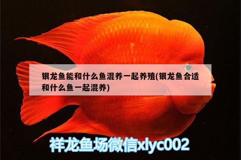 銀龍魚能和什么魚混養(yǎng)一起養(yǎng)殖(銀龍魚合適和什么魚一起混養(yǎng)) 銀龍魚百科