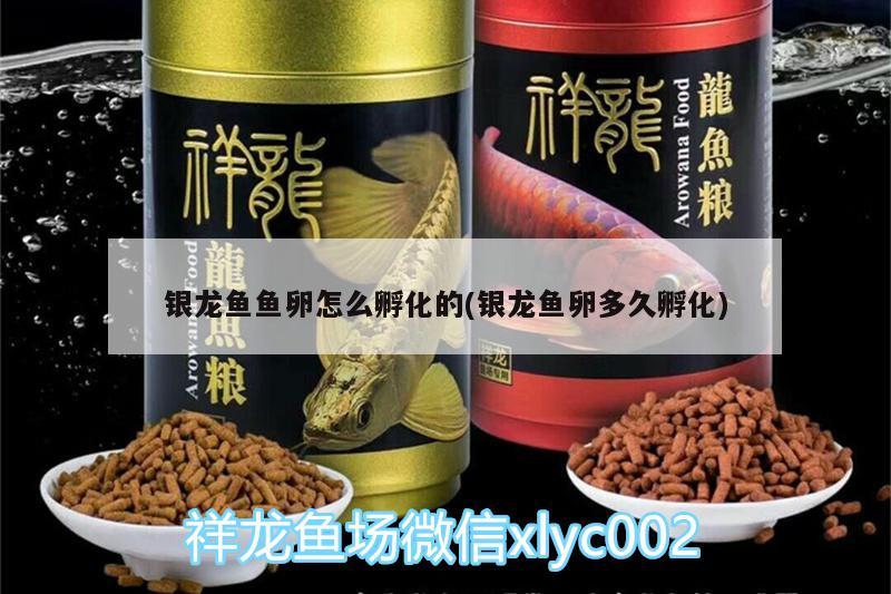 銀龍魚魚卵怎么孵化的(銀龍魚卵多久孵化) 銀龍魚百科