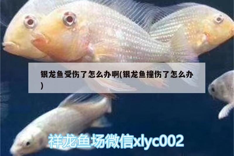 銀龍魚受傷了怎么辦啊(銀龍魚撞傷了怎么辦)