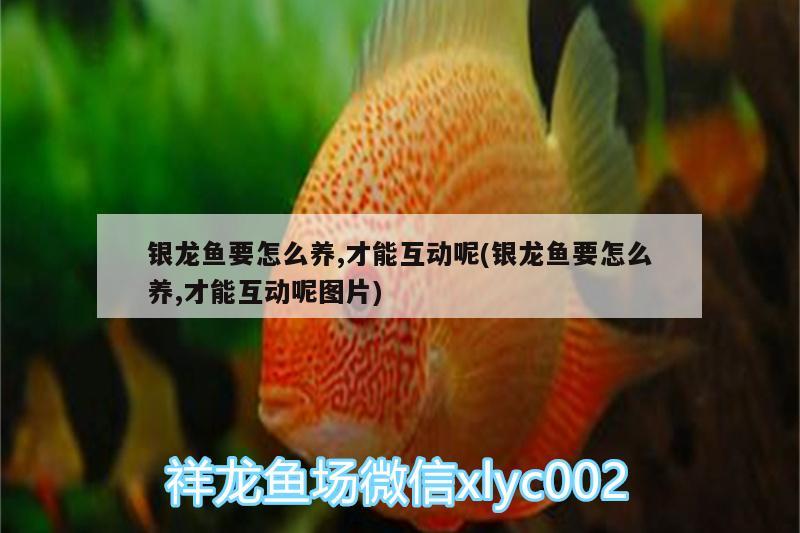 銀龍魚要怎么養(yǎng),才能互動呢(銀龍魚要怎么養(yǎng),才能互動呢圖片) 銀龍魚