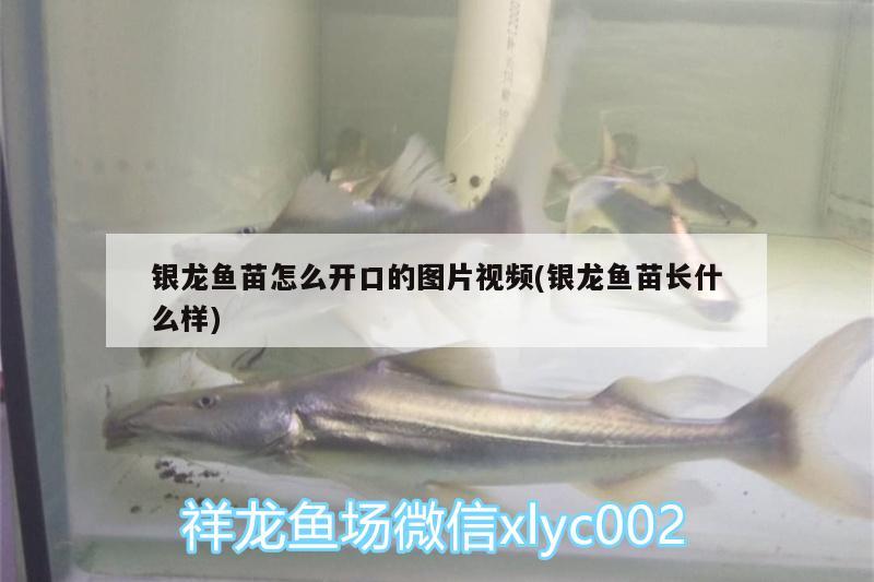 銀龍魚(yú)苗怎么開(kāi)口的圖片視頻(銀龍魚(yú)苗長(zhǎng)什么樣)