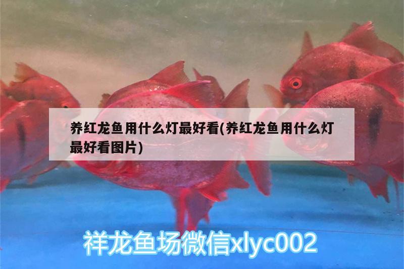 養(yǎng)紅龍魚用什么燈最好看(養(yǎng)紅龍魚用什么燈最好看圖片)