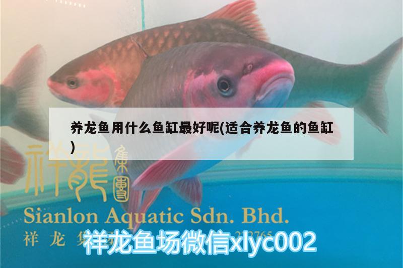 養(yǎng)龍魚(yú)用什么魚(yú)缸最好呢(適合養(yǎng)龍魚(yú)的魚(yú)缸)