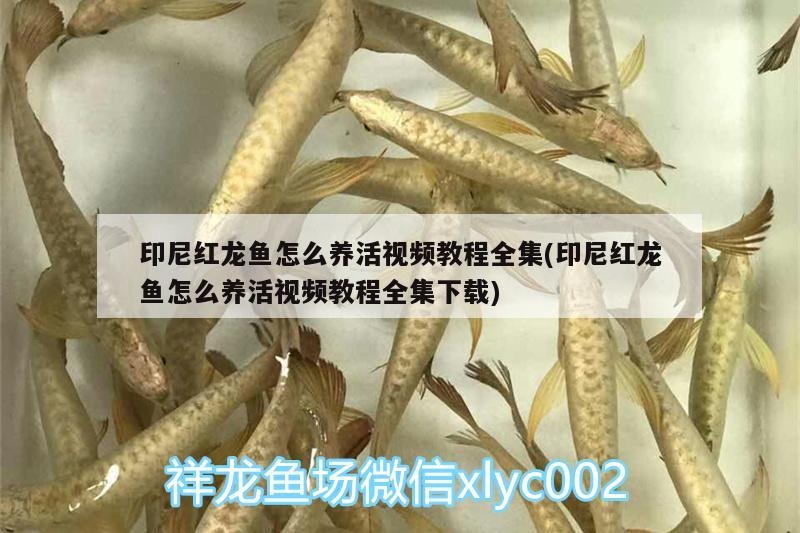 印尼紅龍魚怎么養(yǎng)活視頻教程全集(印尼紅龍魚怎么養(yǎng)活視頻教程全集下載) 印尼紅龍魚