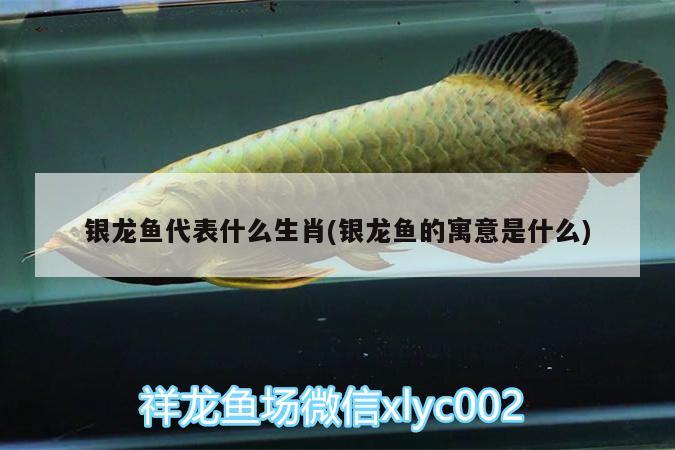 銀龍魚(yú)代表什么生肖(銀龍魚(yú)的寓意是什么) 銀龍魚(yú)百科