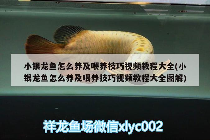 小銀龍魚怎么養(yǎng)及喂養(yǎng)技巧視頻教程大全(小銀龍魚怎么養(yǎng)及喂養(yǎng)技巧視頻教程大全圖解)