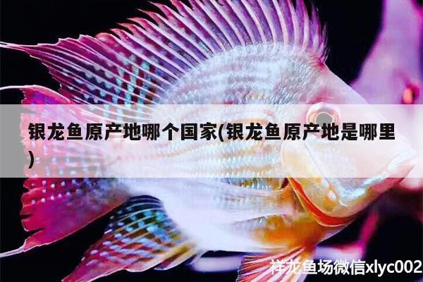 銀龍魚原產(chǎn)地哪個國家(銀龍魚原產(chǎn)地是哪里)