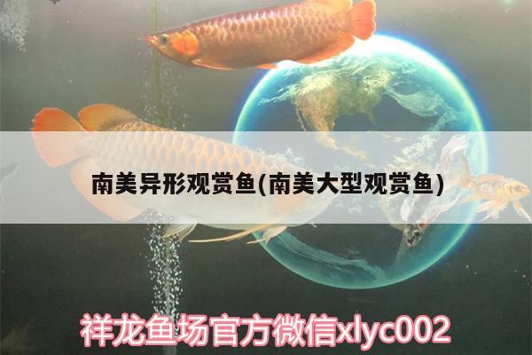 南美異形觀賞魚(南美大型觀賞魚) 南美異形觀賞魚