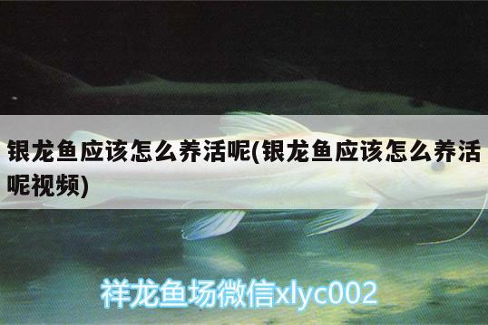 銀龍魚應(yīng)該怎么養(yǎng)活呢(銀龍魚應(yīng)該怎么養(yǎng)活呢視頻)