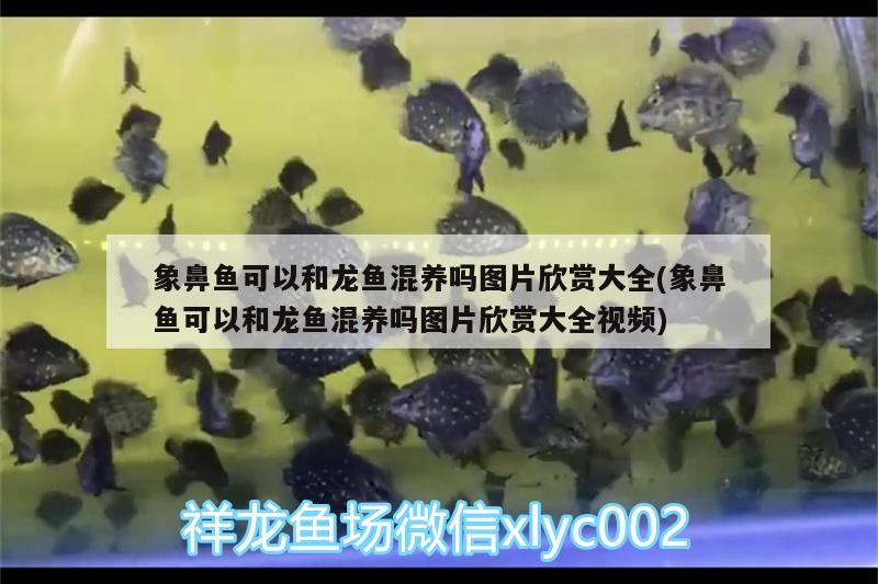 象鼻魚可以和龍魚混養(yǎng)嗎圖片欣賞大全(象鼻魚可以和龍魚混養(yǎng)嗎圖片欣賞大全視頻)