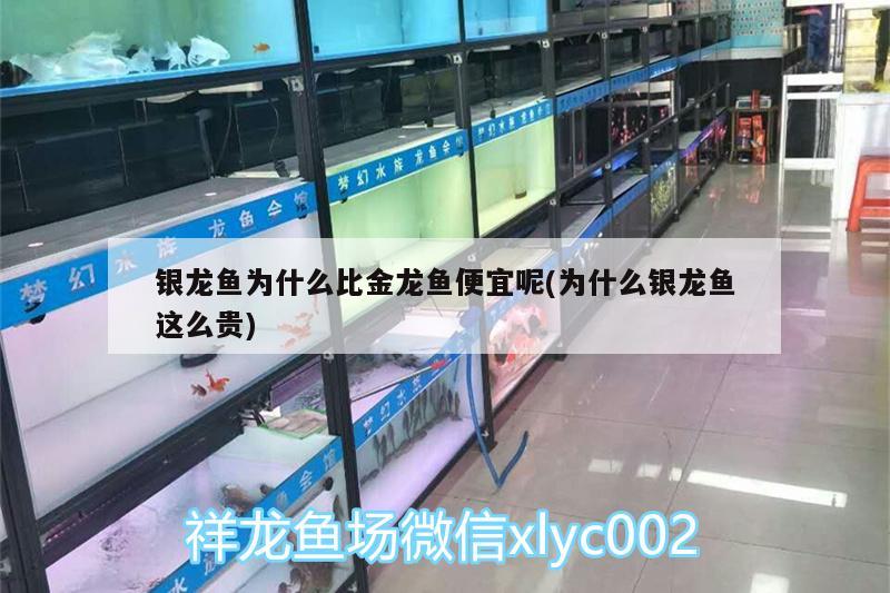 銀龍魚為什么比金龍魚便宜呢(為什么銀龍魚這么貴)