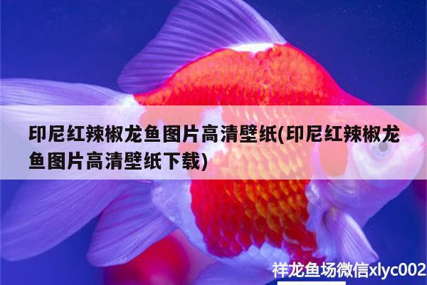 印尼紅辣椒龍魚圖片高清壁紙(印尼紅辣椒龍魚圖片高清壁紙下載) 超血紅龍魚