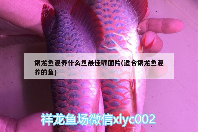 銀龍魚(yú)混養(yǎng)什么魚(yú)最佳呢圖片(適合銀龍魚(yú)混養(yǎng)的魚(yú)) 銀龍魚(yú)