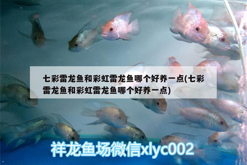 七彩雷龍魚和彩虹雷龍魚哪個好養(yǎng)一點(七彩雷龍魚和彩虹雷龍魚哪個好養(yǎng)一點)