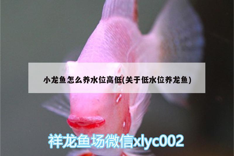 小龍魚怎么養(yǎng)水位高低(關于低水位養(yǎng)龍魚) 銀古魚苗