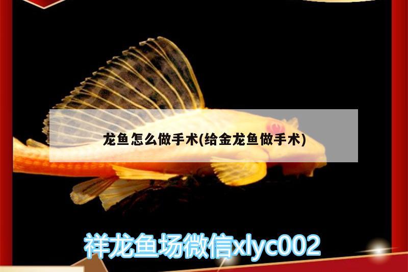 龍魚怎么做手術(shù)(給金龍魚做手術(shù))