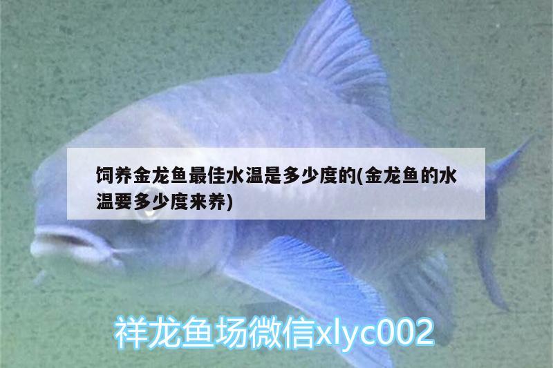 飼養(yǎng)金龍魚最佳水溫是多少度的(金龍魚的水溫要多少度來養(yǎng)) 羽毛刀魚苗