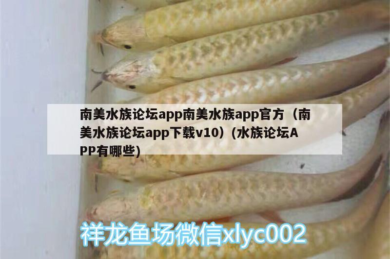 南美水族論壇app南美水族app官方（南美水族論壇app下載v10）(水族論壇APP有哪些) B級過背金龍魚