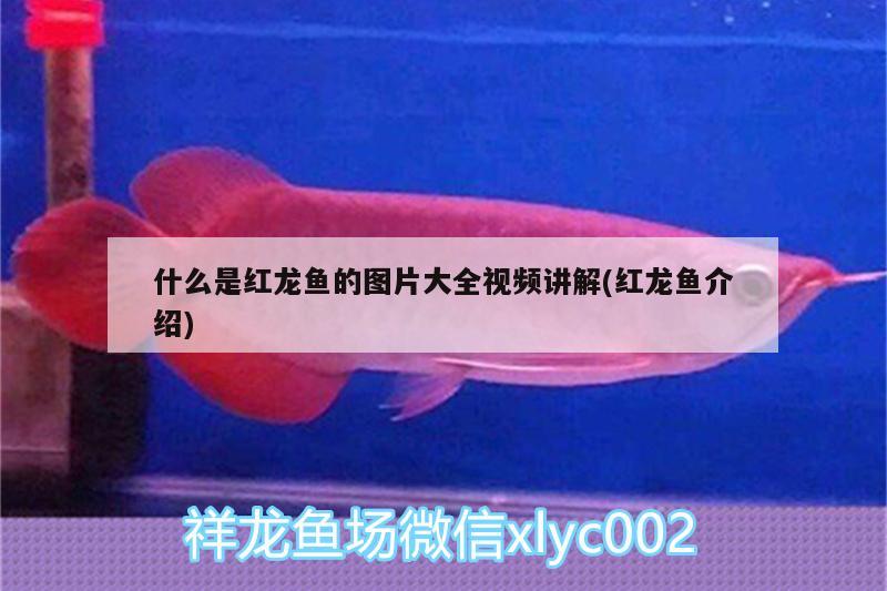 什么是紅龍魚的圖片大全視頻講解(紅龍魚介紹) 孵化器