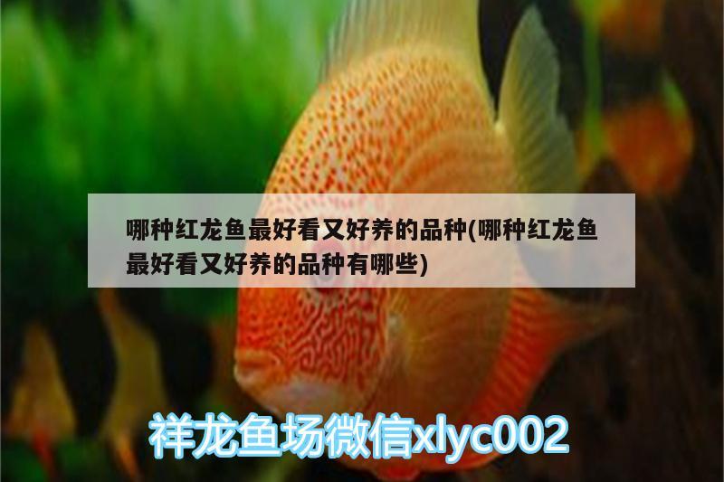 哪種紅龍魚最好看又好養(yǎng)的品種(哪種紅龍魚最好看又好養(yǎng)的品種有哪些)