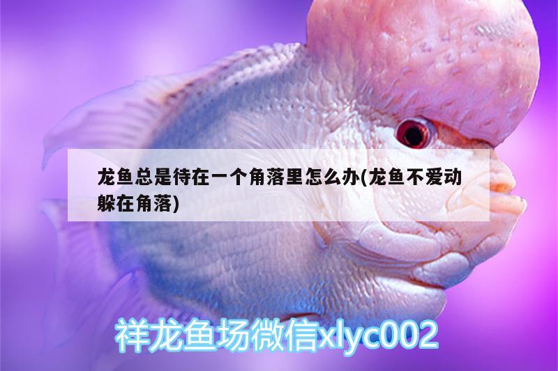 龍魚總是待在一個角落里怎么辦(龍魚不愛動躲在角落)