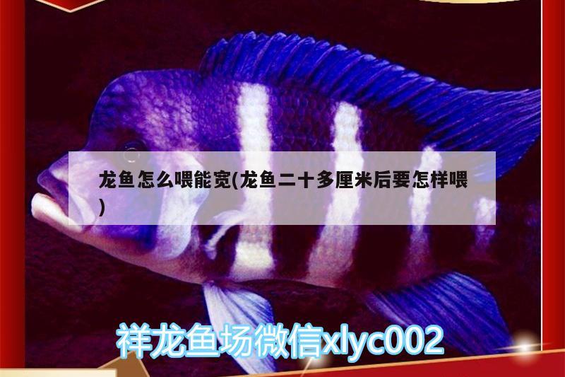 龍魚怎么喂能寬(龍魚二十多厘米后要怎樣喂)