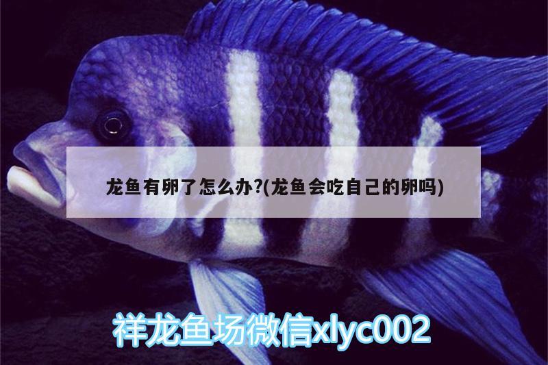 龍魚(yú)有卵了怎么辦?(龍魚(yú)會(huì)吃自己的卵嗎) 黃金達(dá)摩魚(yú)