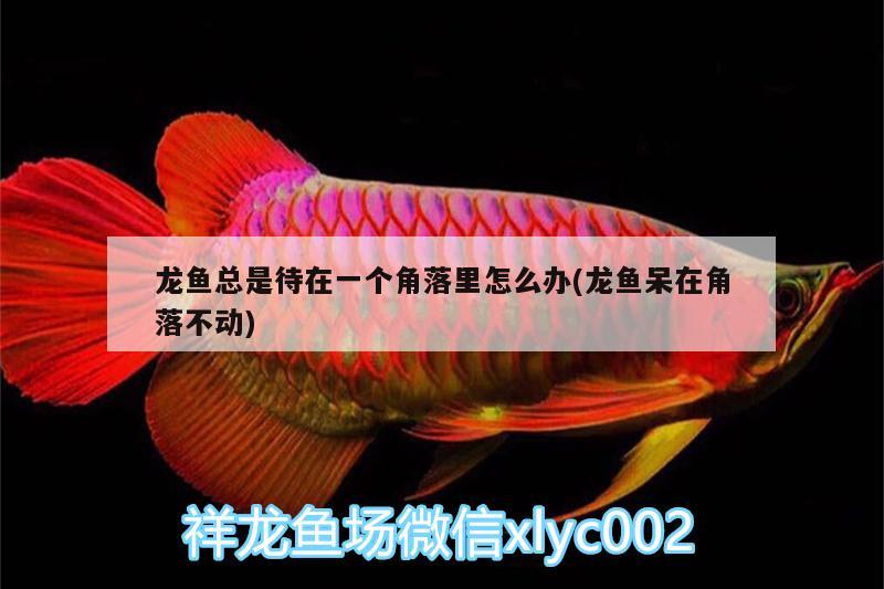 龍魚總是待在一個角落里怎么辦(龍魚呆在角落不動)