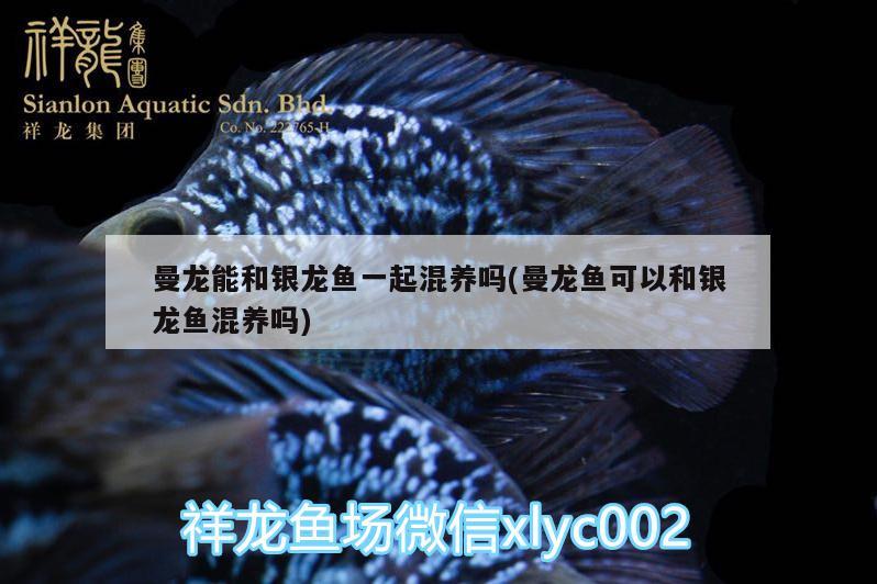 曼龍能和銀龍魚一起混養(yǎng)嗎(曼龍魚可以和銀龍魚混養(yǎng)嗎)