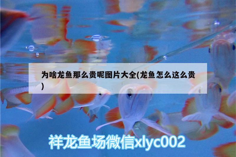 為啥龍魚(yú)那么貴呢圖片大全(龍魚(yú)怎么這么貴)