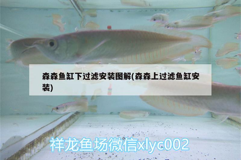 森森魚缸下過濾安裝圖解(森森上過濾魚缸安裝) 紅老虎魚