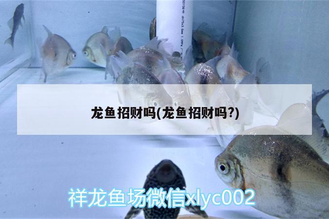 龍魚招財(cái)嗎(龍魚招財(cái)嗎?)