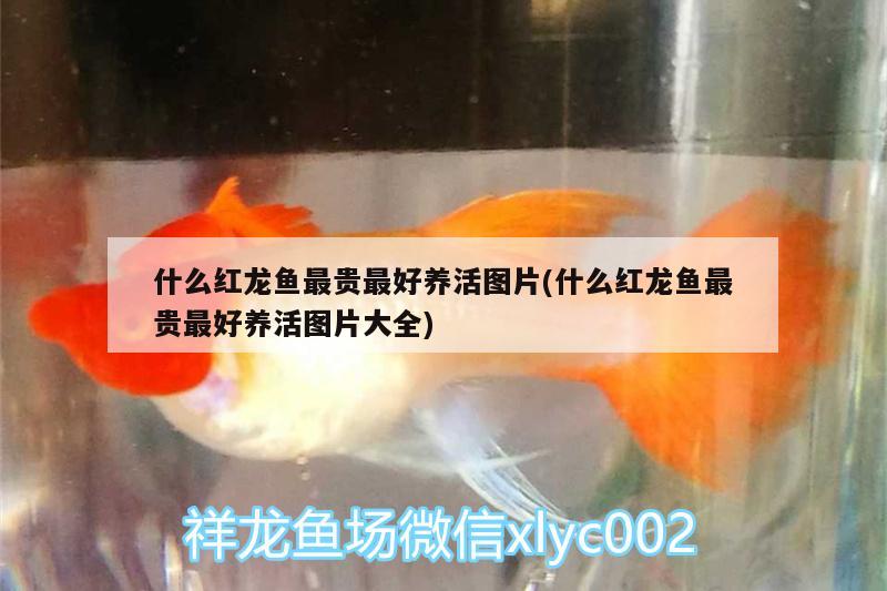 水虎魚和龍魚混養(yǎng)好不好(可以和水虎魚混養(yǎng)的魚) 食人魚（水虎）