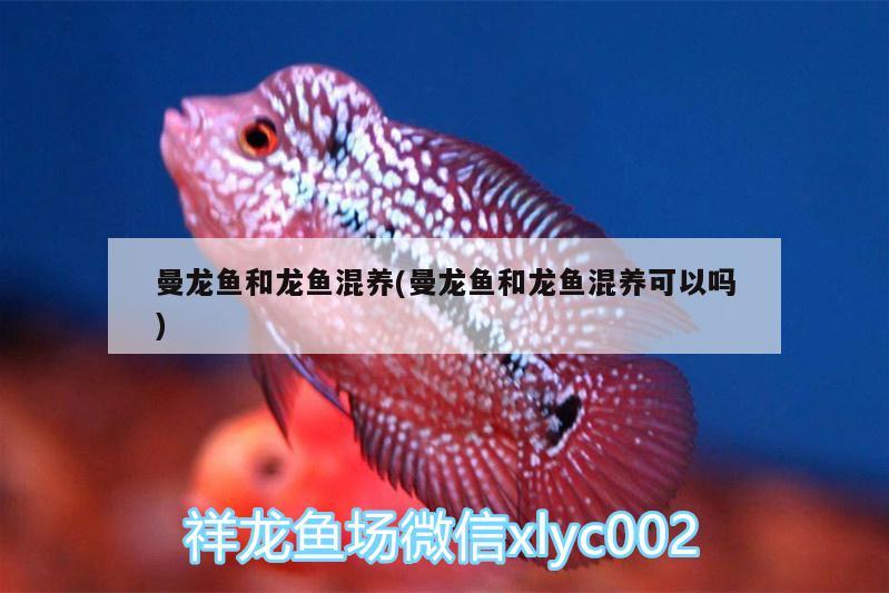 曼龍魚(yú)和龍魚(yú)混養(yǎng)(曼龍魚(yú)和龍魚(yú)混養(yǎng)可以嗎)