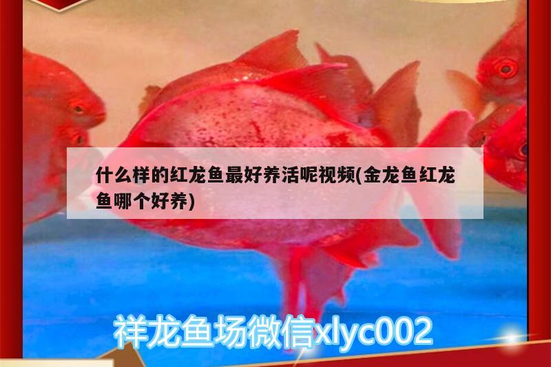 什么樣的紅龍魚最好養(yǎng)活呢視頻(金龍魚紅龍魚哪個(gè)好養(yǎng)) 福滿鉆魚