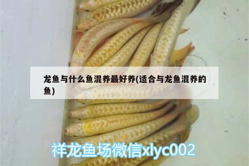 龍魚與什么魚混養(yǎng)最好養(yǎng)(適合與龍魚混養(yǎng)的魚)