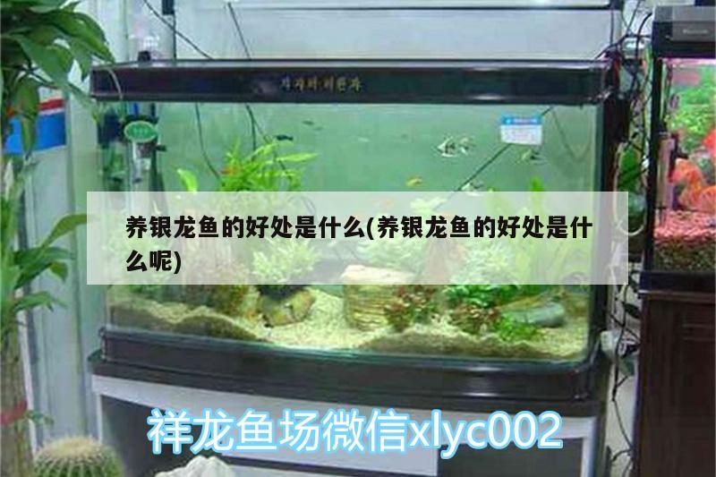 養(yǎng)銀龍魚的好處是什么(養(yǎng)銀龍魚的好處是什么呢)