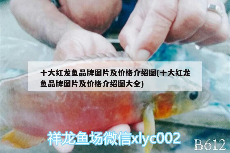 十大紅龍魚品牌圖片及價(jià)格介紹圖(十大紅龍魚品牌圖片及價(jià)格介紹圖大全)