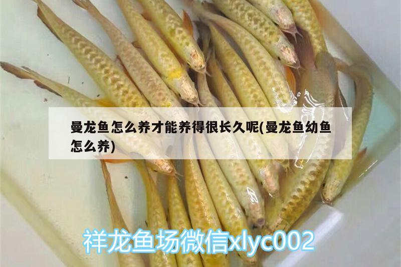 曼龍魚怎么養(yǎng)才能養(yǎng)得很長久呢(曼龍魚幼魚怎么養(yǎng)) 魚缸百科