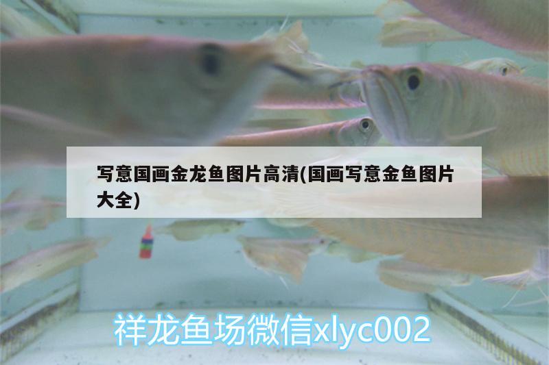 寫意國(guó)畫金龍魚圖片高清(國(guó)畫寫意金魚圖片大全)