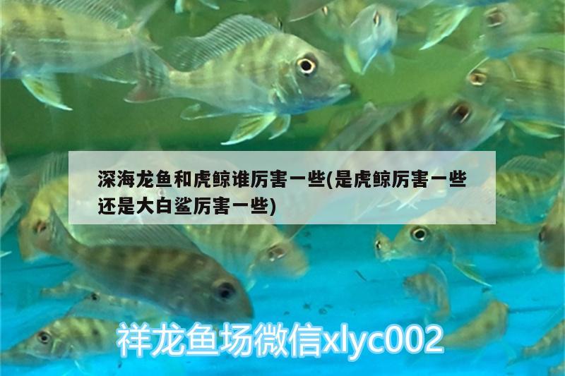 深海龍魚(yú)和虎鯨誰(shuí)厲害一些(是虎鯨厲害一些還是大白鯊厲害一些) 飛鳳魚(yú)