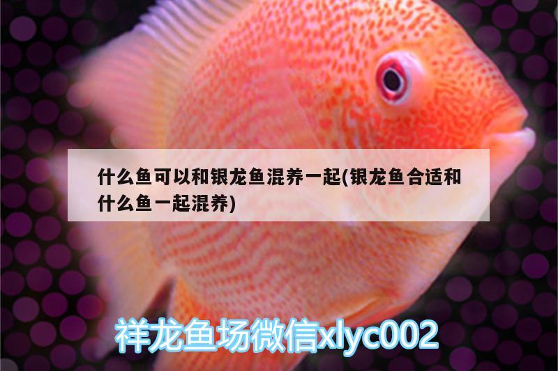 什么魚可以和銀龍魚混養(yǎng)一起(銀龍魚合適和什么魚一起混養(yǎng))