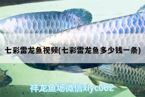 七彩雷龍魚視頻(七彩雷龍魚多少錢一條) 一眉道人魚