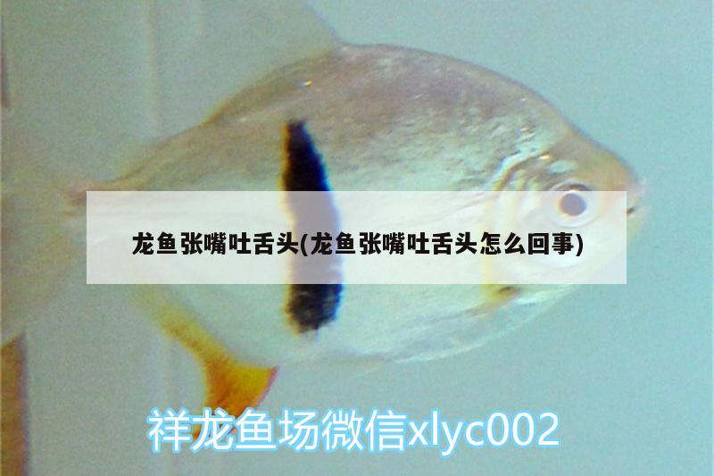 龍魚張嘴吐舌頭(龍魚張嘴吐舌頭怎么回事) 養(yǎng)魚知識(shí)