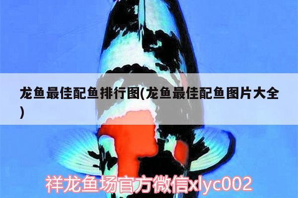 龍魚最佳配魚排行圖(龍魚最佳配魚圖片大全) 水族燈（魚缸燈） 第1張